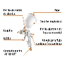 PIPI-503+FC1.webp